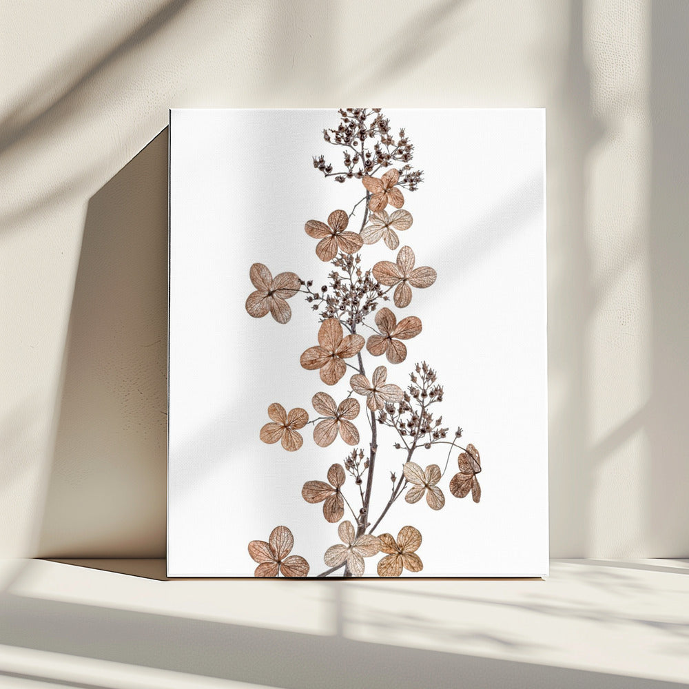 Hortensia Paniculata | Canvas
