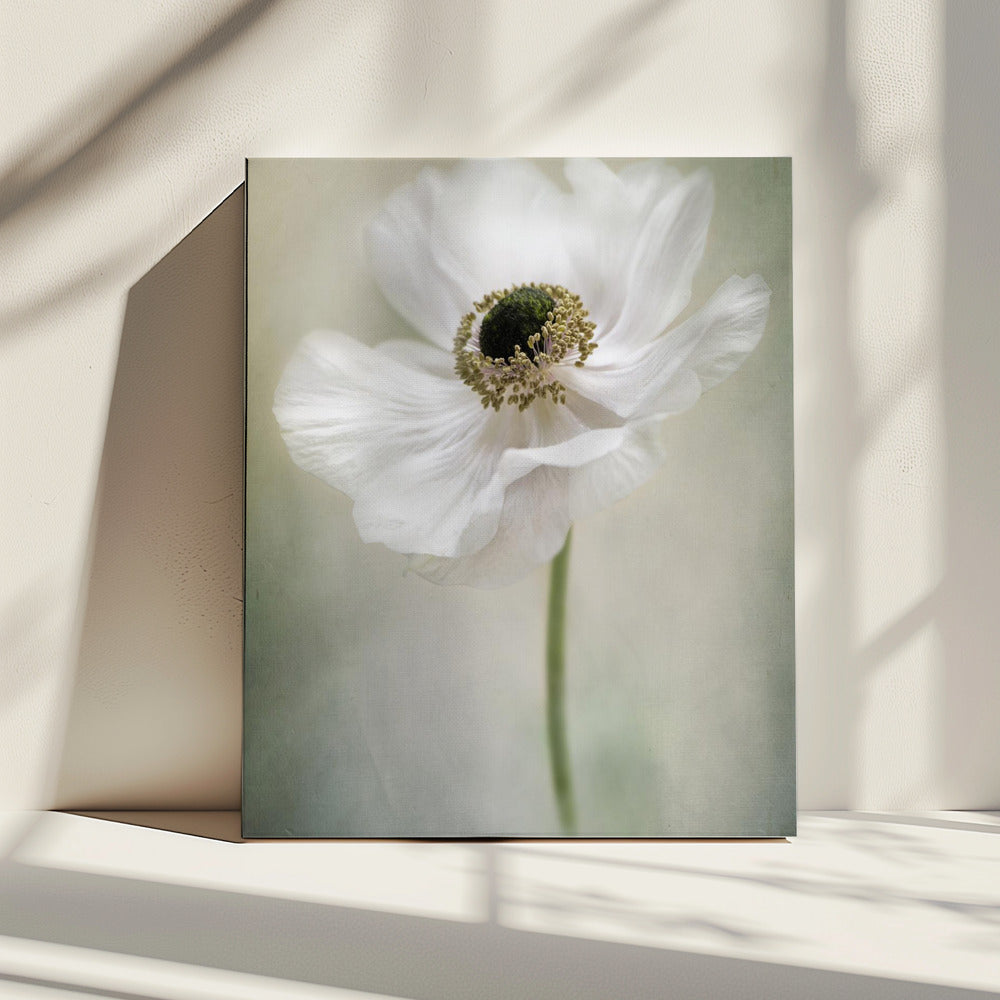 Enkel Wit | Canvas