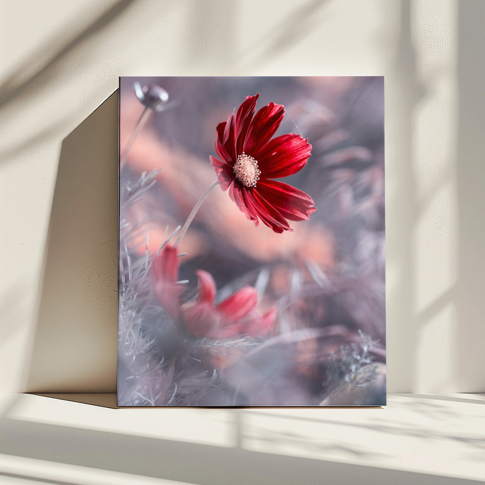 Carmen II | Canvas