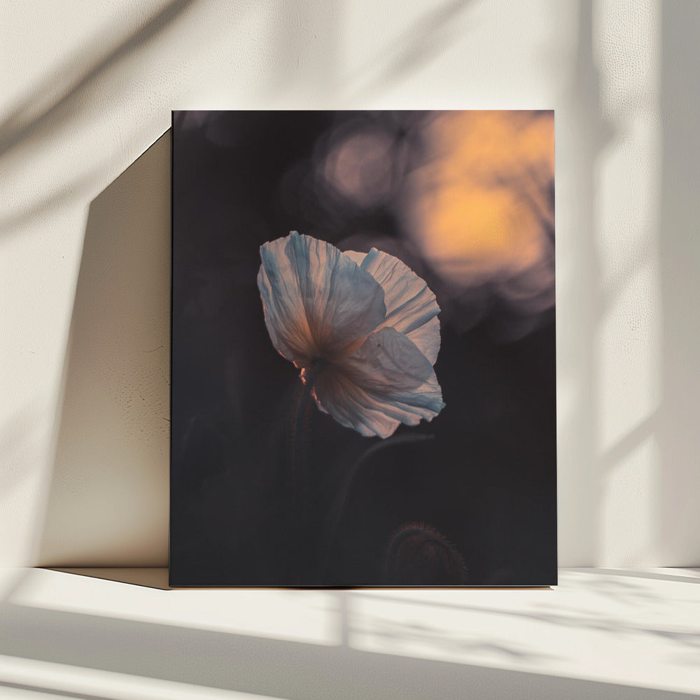 Last Ray | Canvas