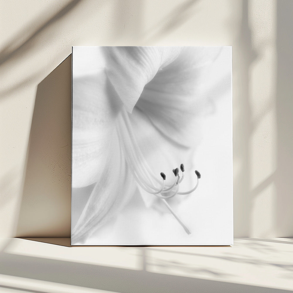 Wit op Wit | Canvas