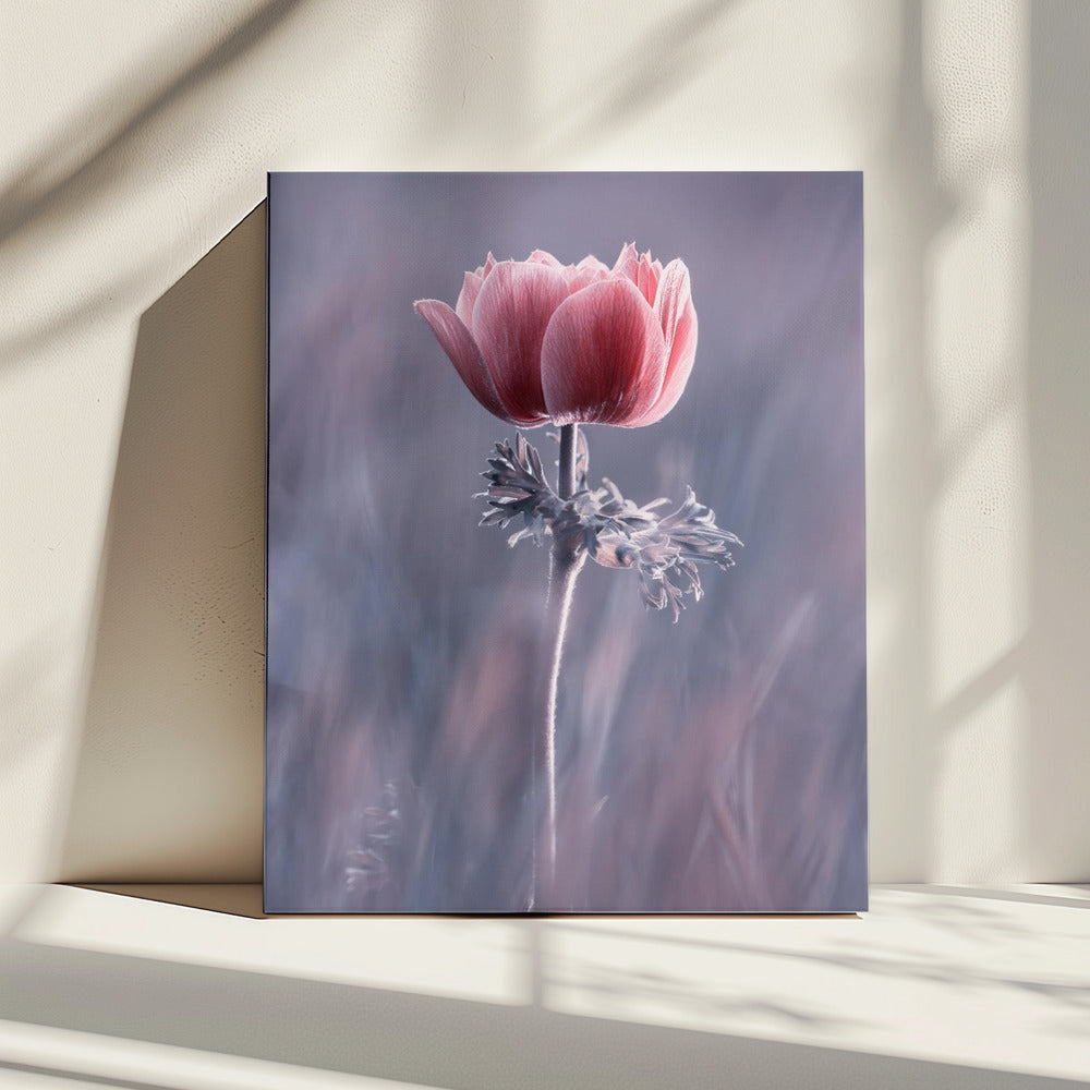 Roze! En dan? | Canvas