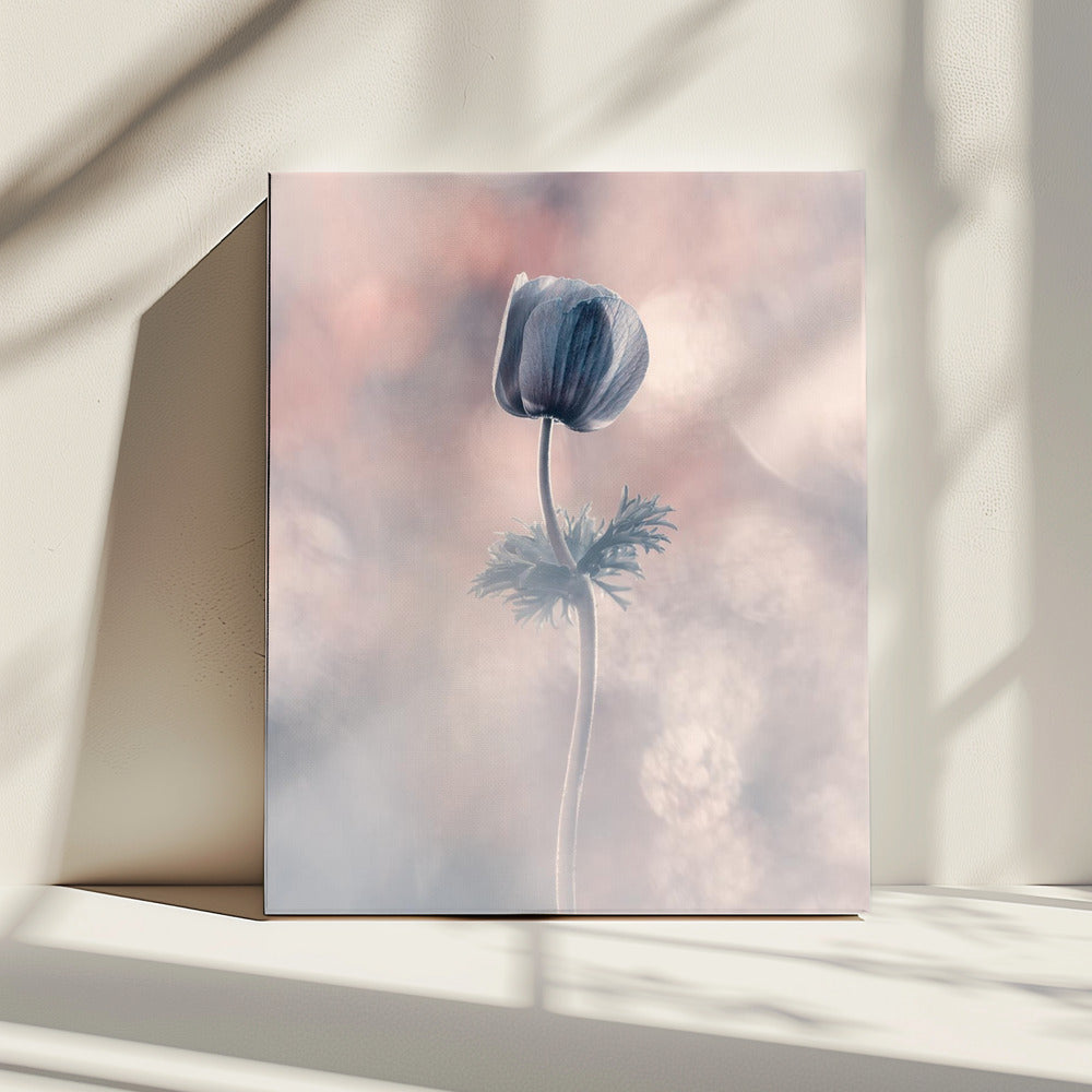 Soliste | Canvas