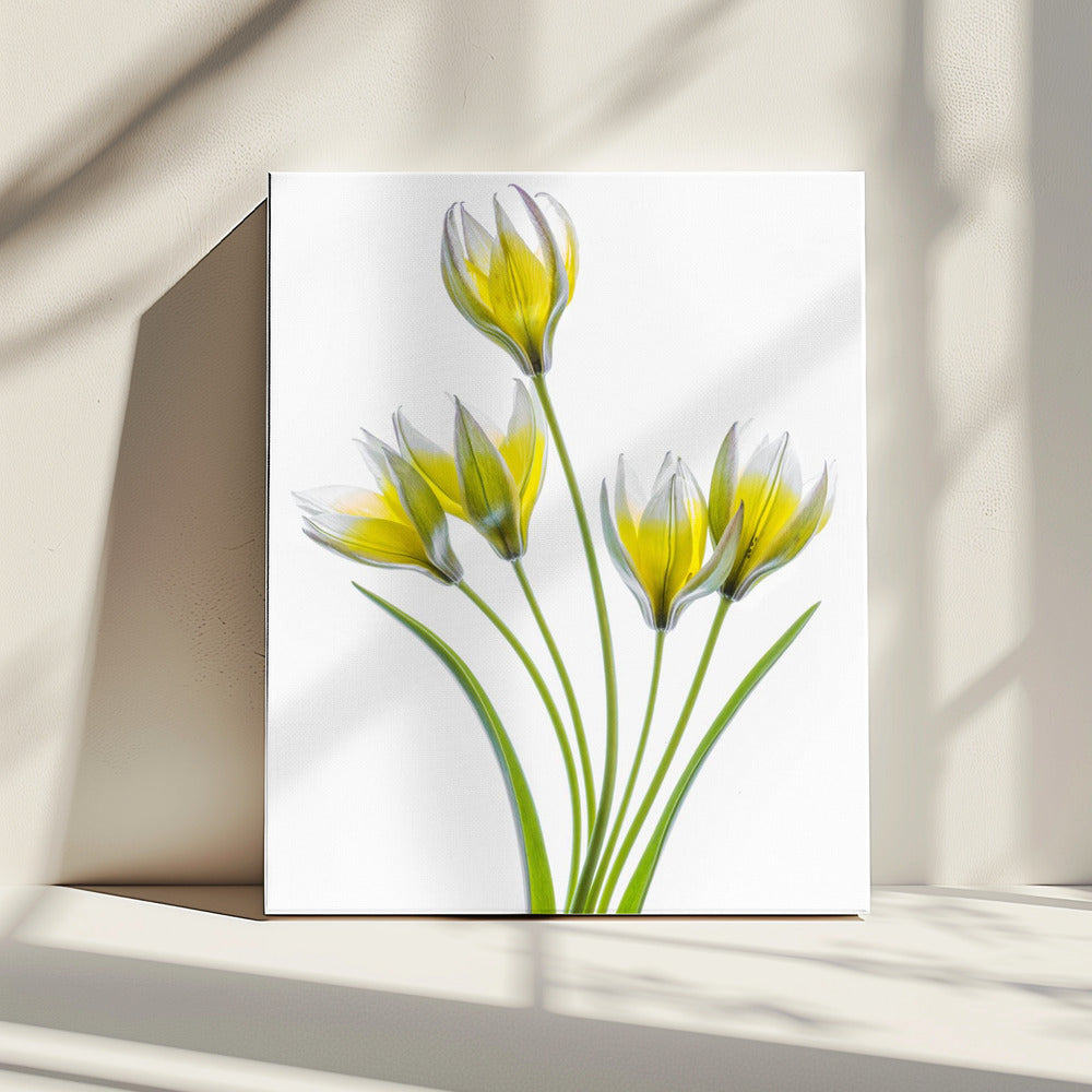 Tulp | Canvas