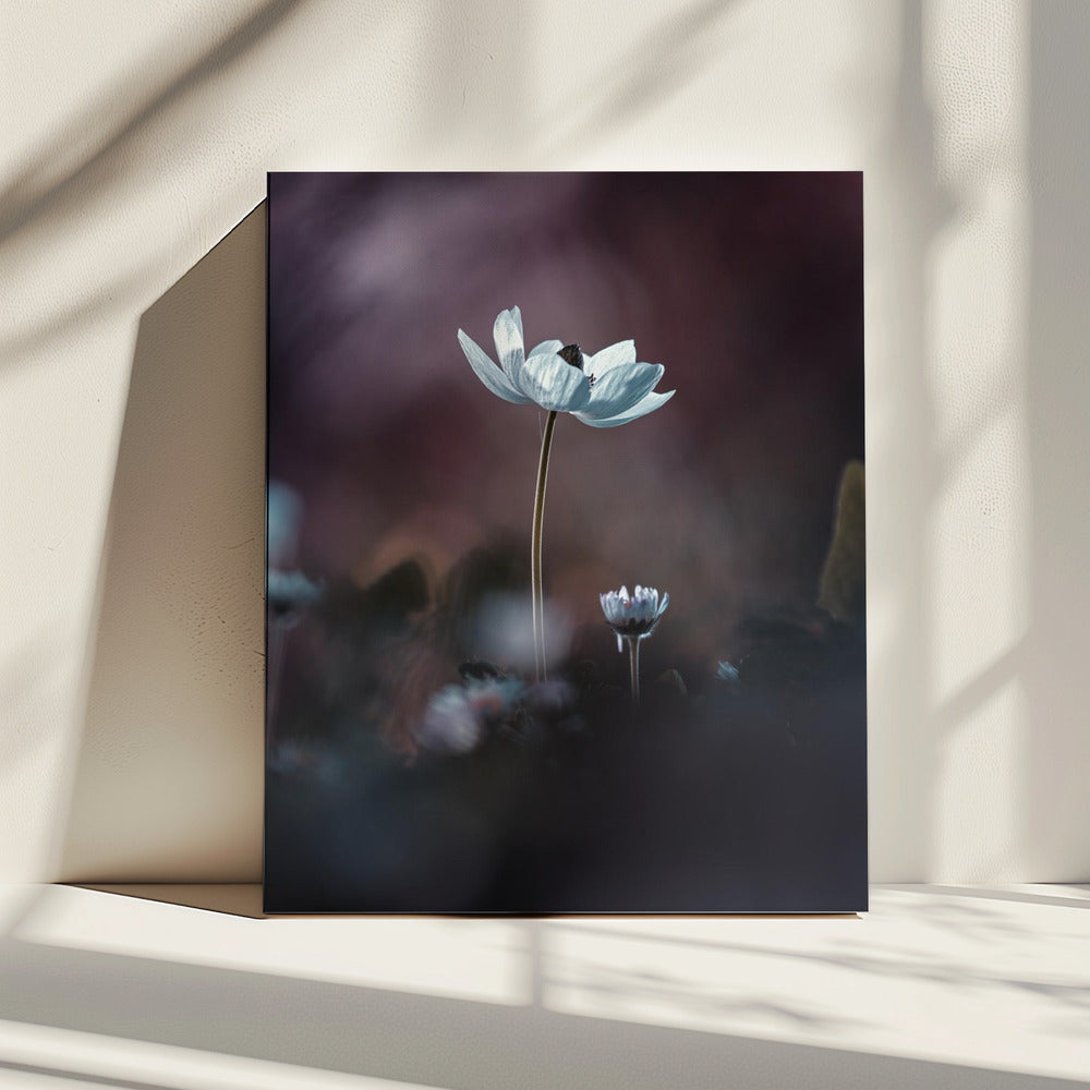 Elles, mes fleurs, émoi | Canvas