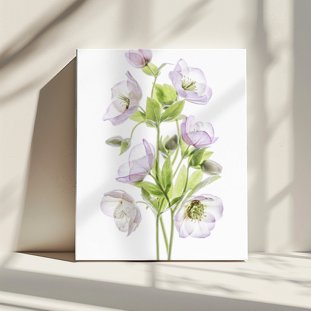 Helleborus | Canvas
