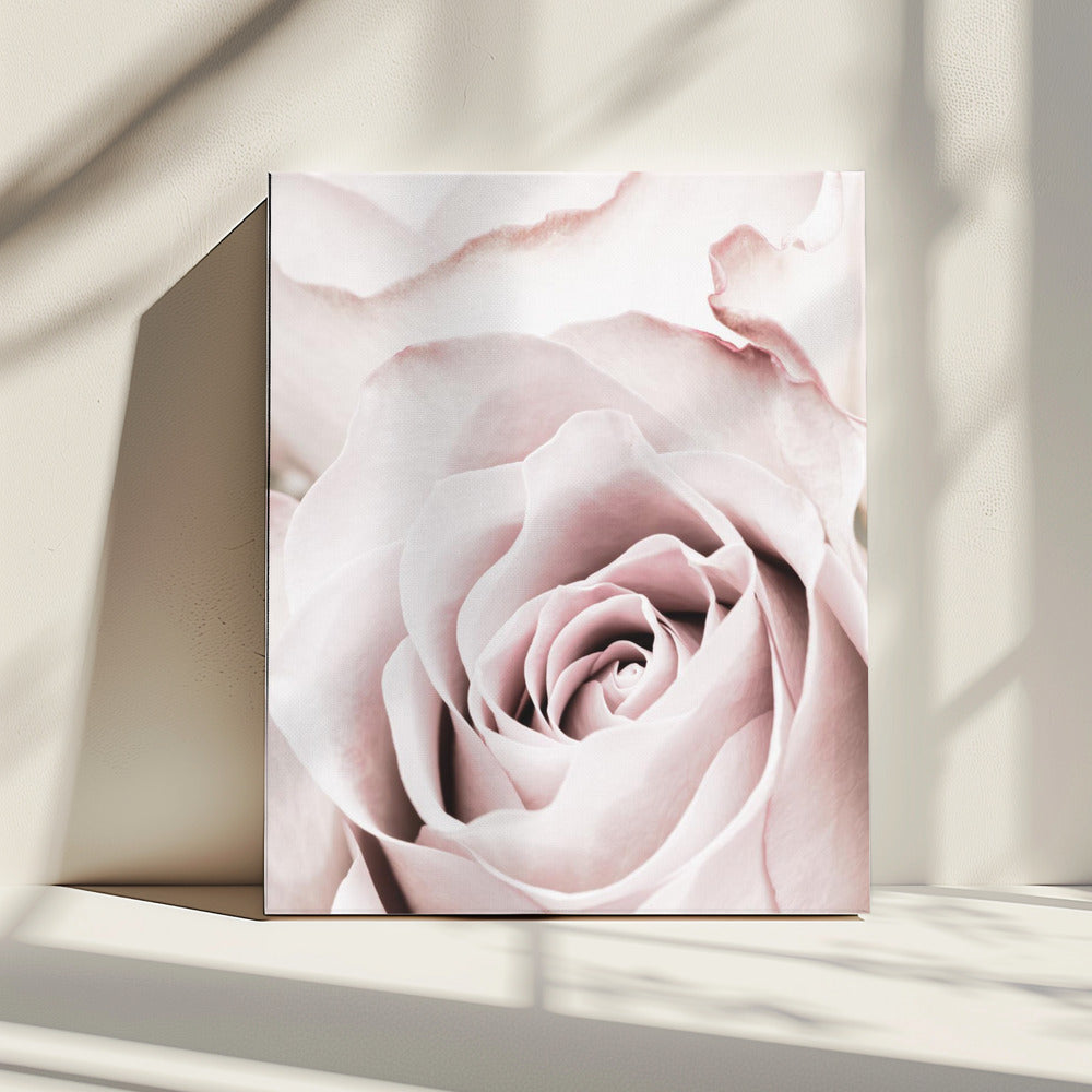Roze Roos Nr. 05 | Canvas