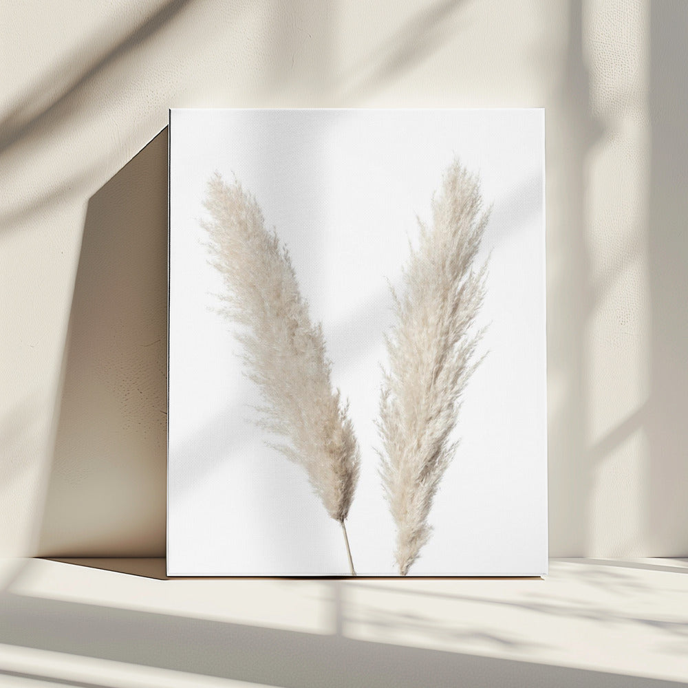 Pampas Wit | Canvas