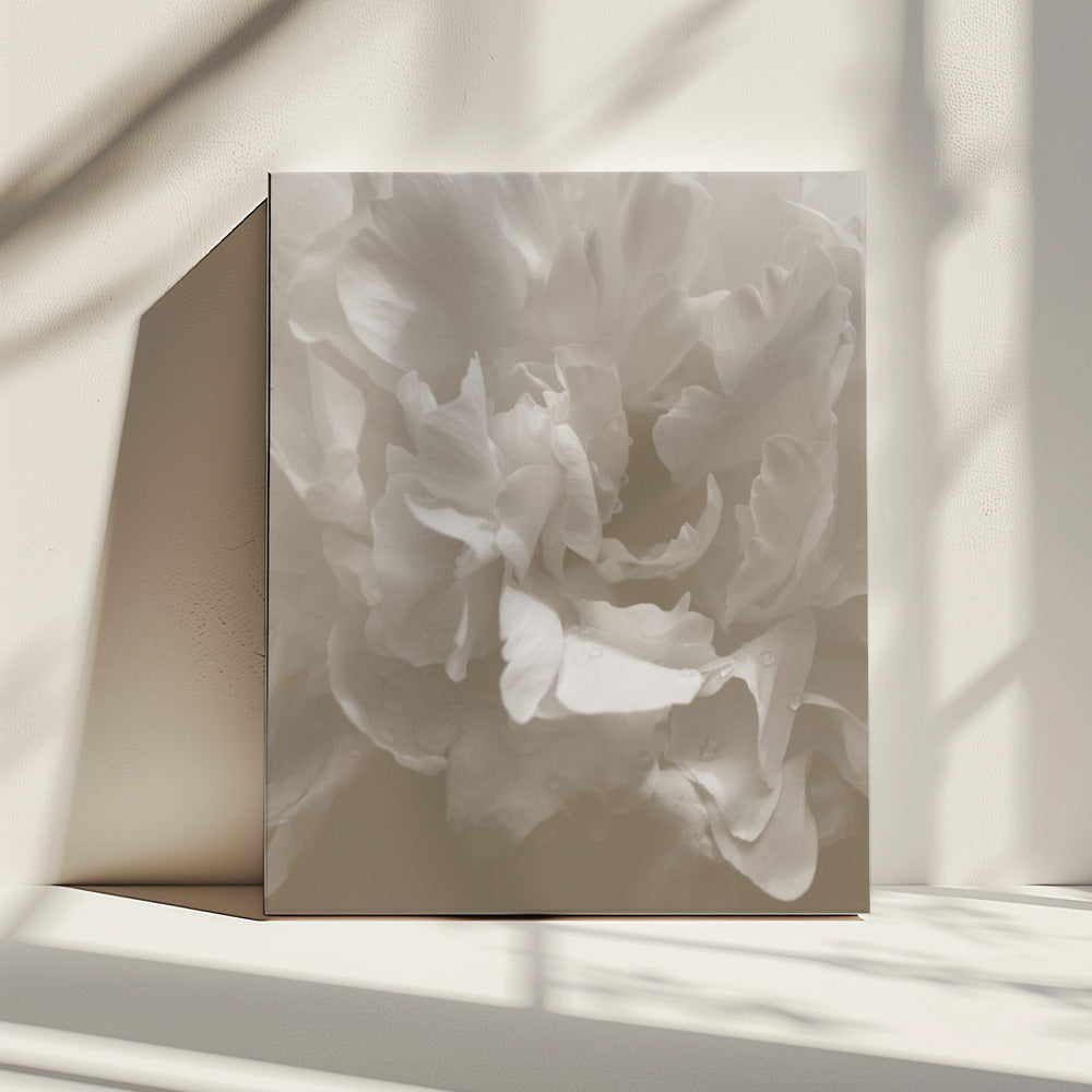 Pioen_9 | Canvas