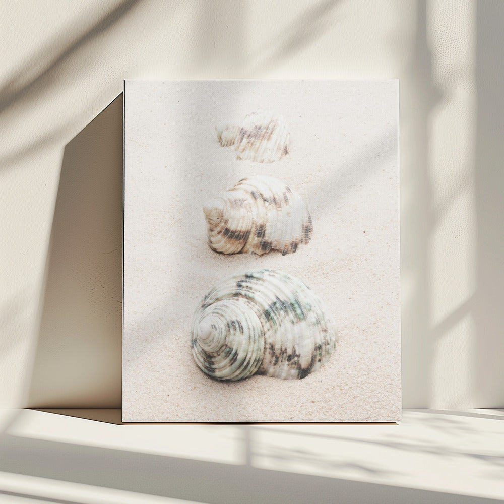Schelpen | Canvas