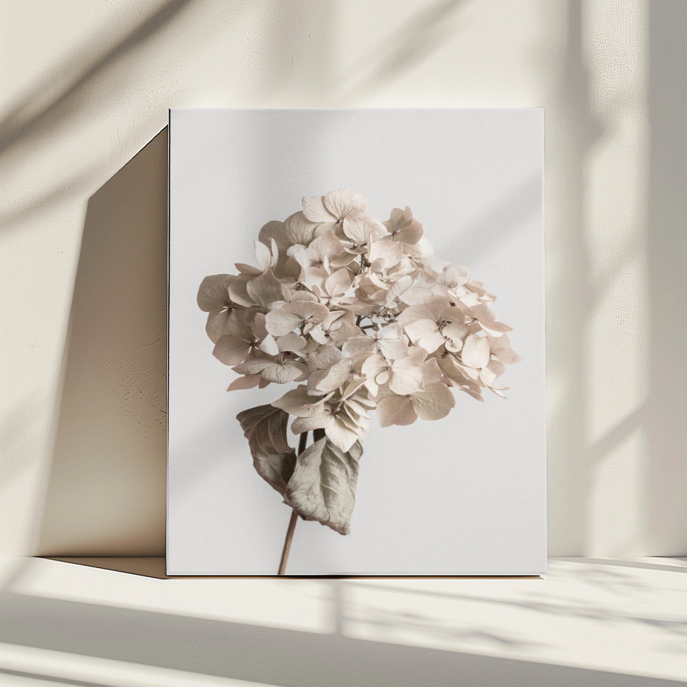 Beige gedroogde bloem | Canvas
