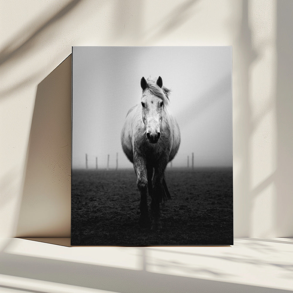 Confidence | Canvas