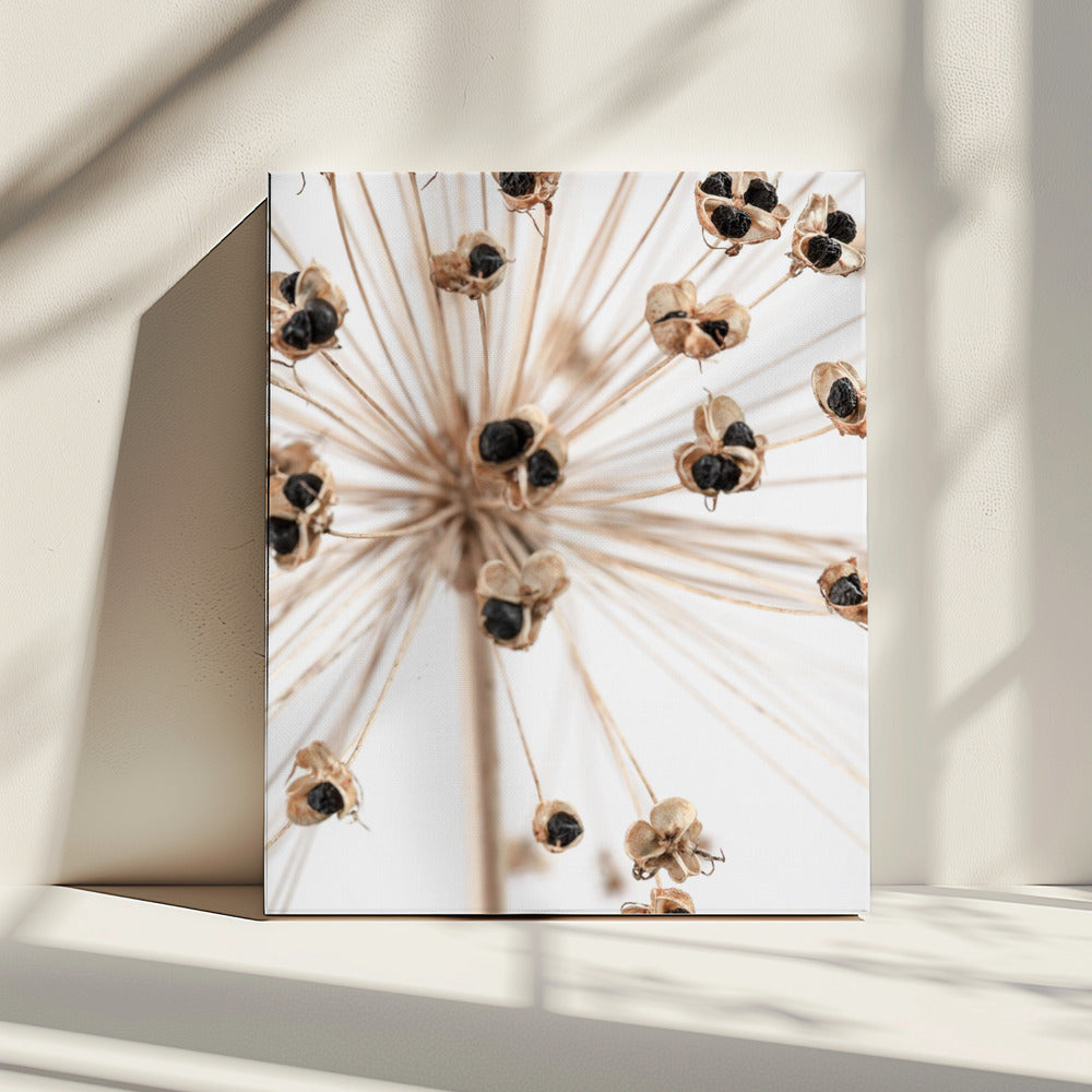 Gedroogd_007 | Canvas