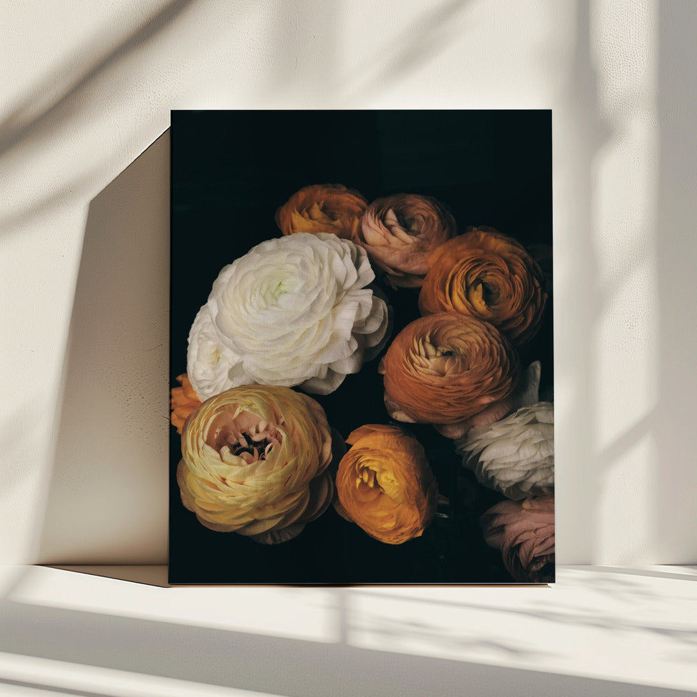 Ranonkel | Canvas
