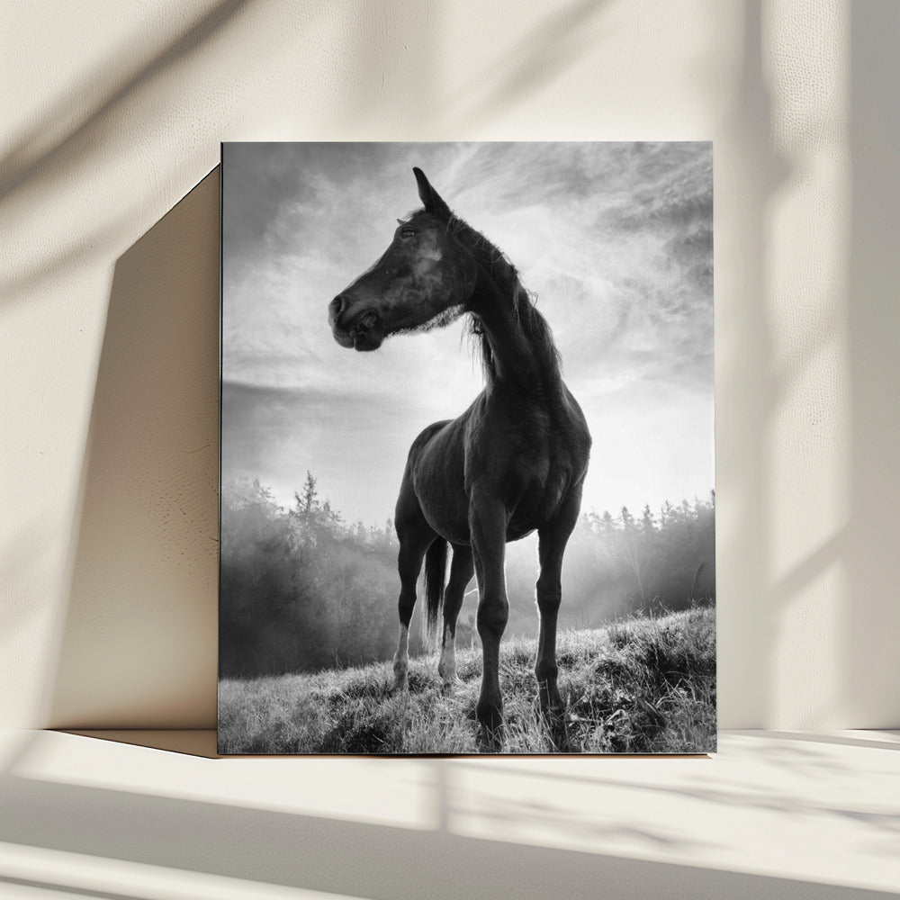 Backlight horse | Canvas