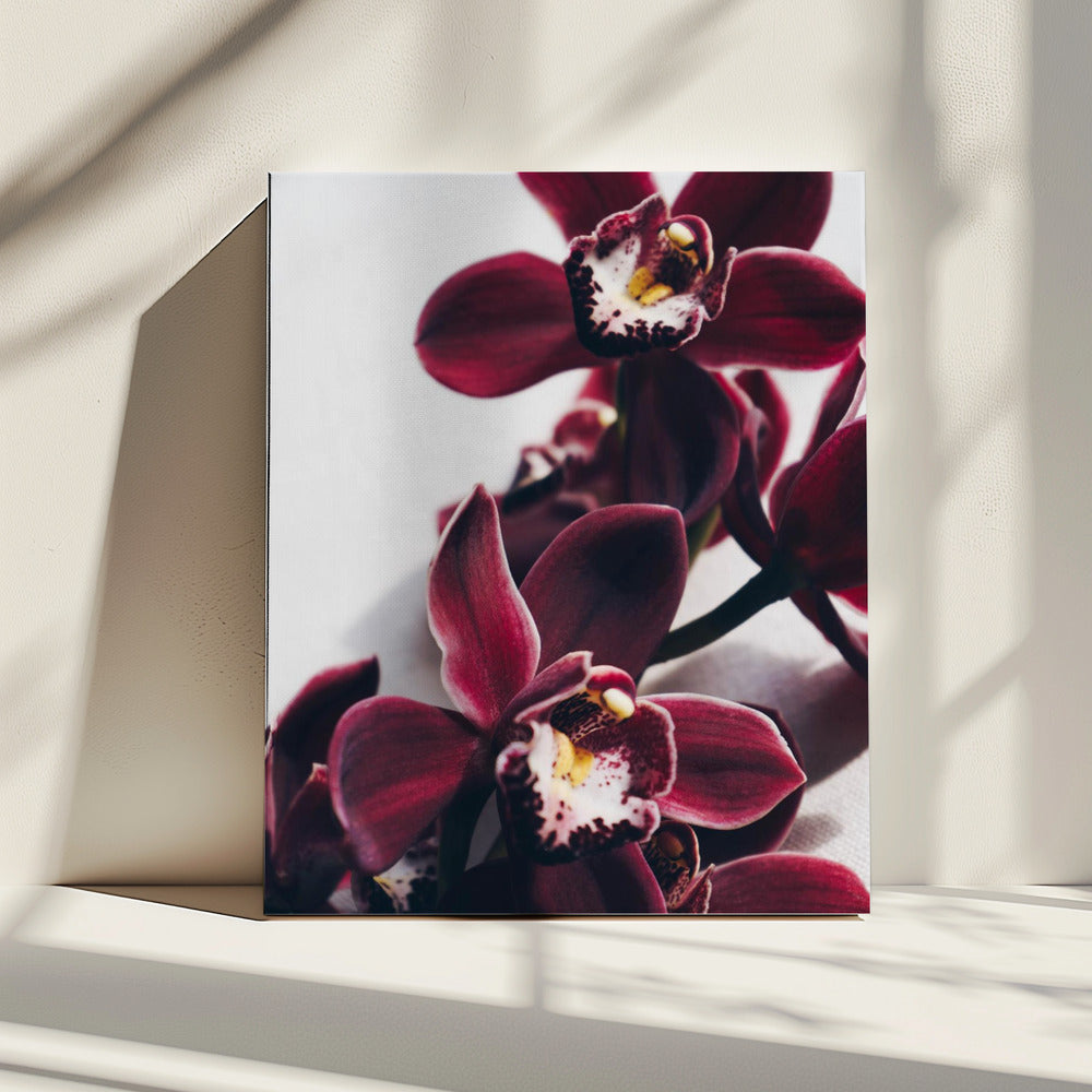 Fluwelen orchidee schemering | Canvas