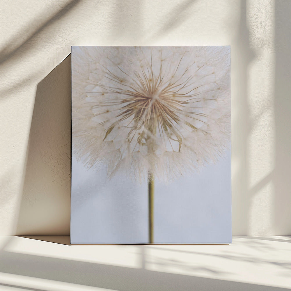 Delicate paardenbloem | Canvas