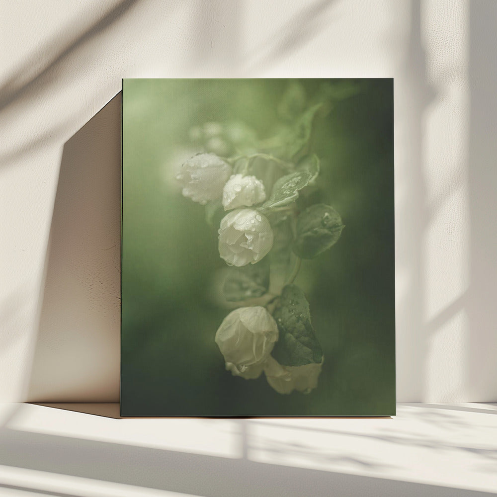 Jasmijn | Canvas