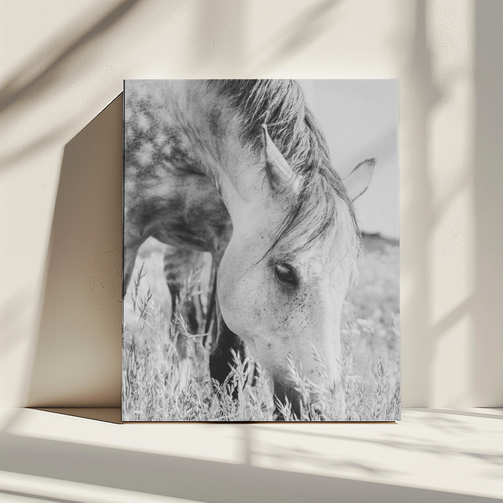 hengst | Canvas