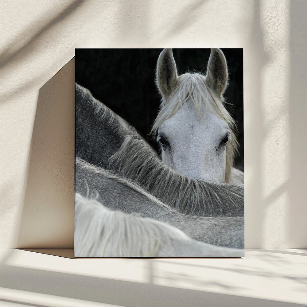 Kijk | Canvas