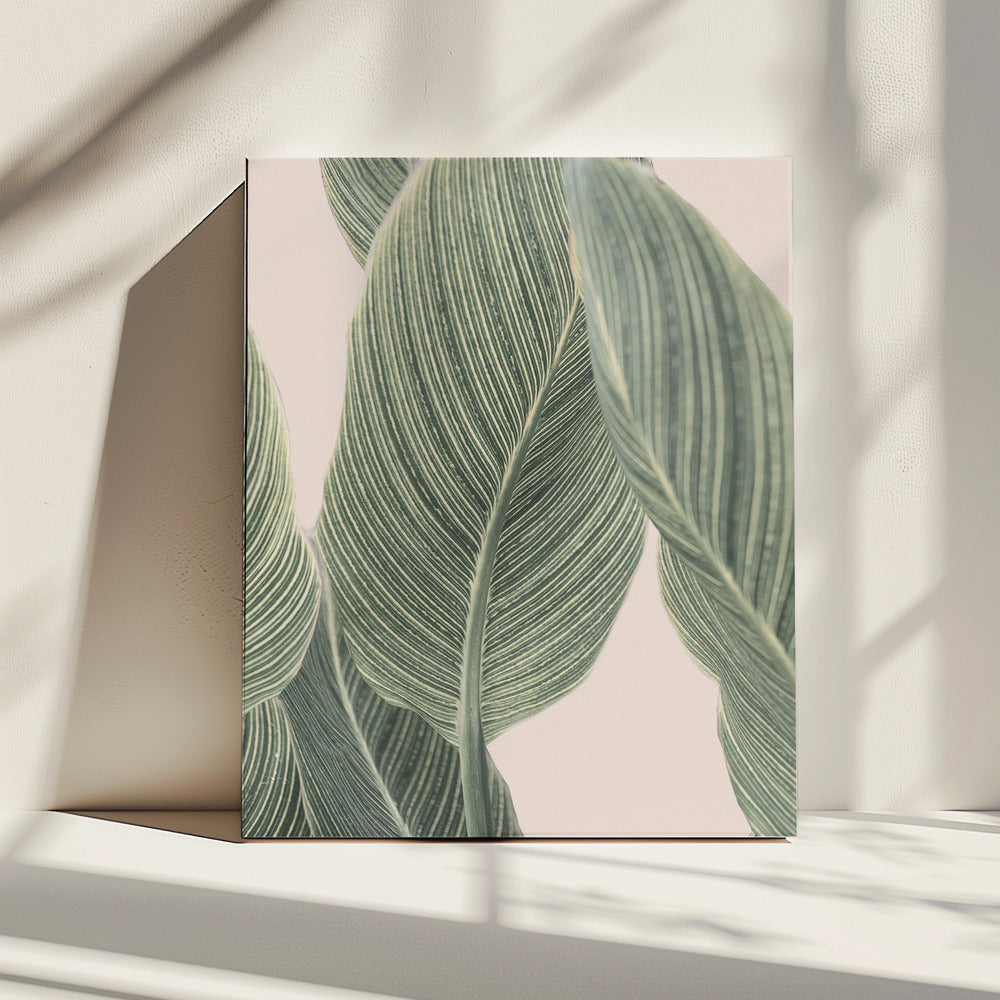 Calla blad | Canvas