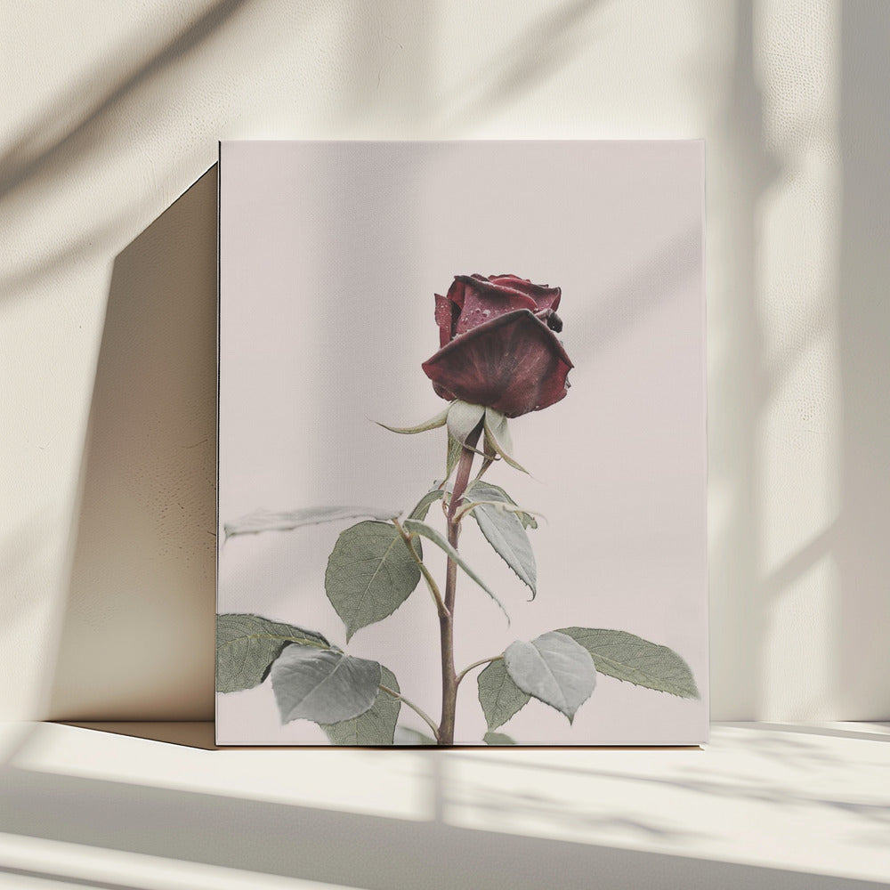 Roos | Canvas