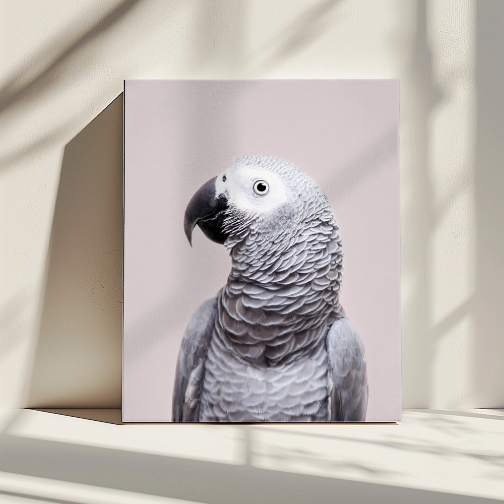 Afrikaanse Grijze | Canvas