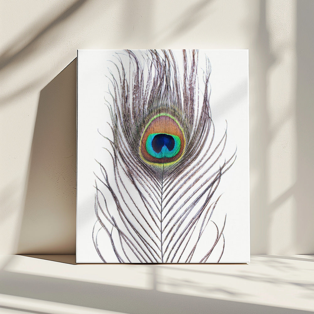 Pauwenveer | Canvas