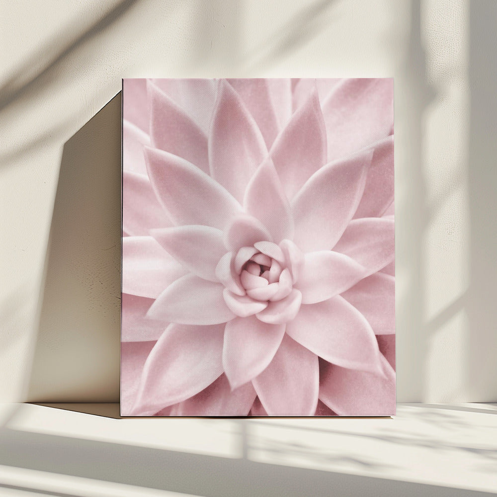 Roze vetplant | Canvas