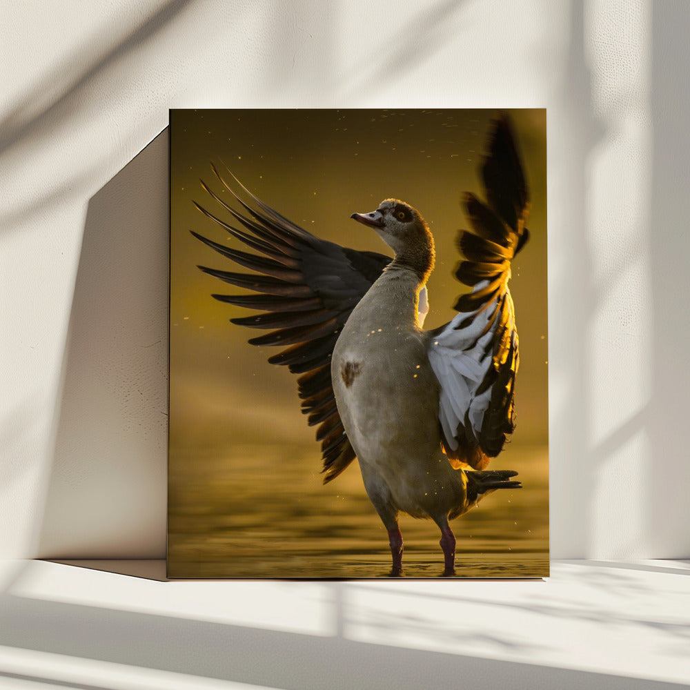 Open Hart | Canvas