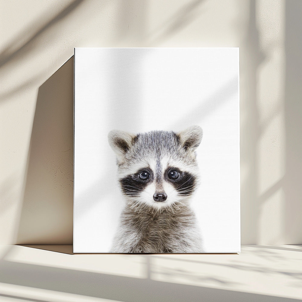 Baby Wasbeer | Canvas