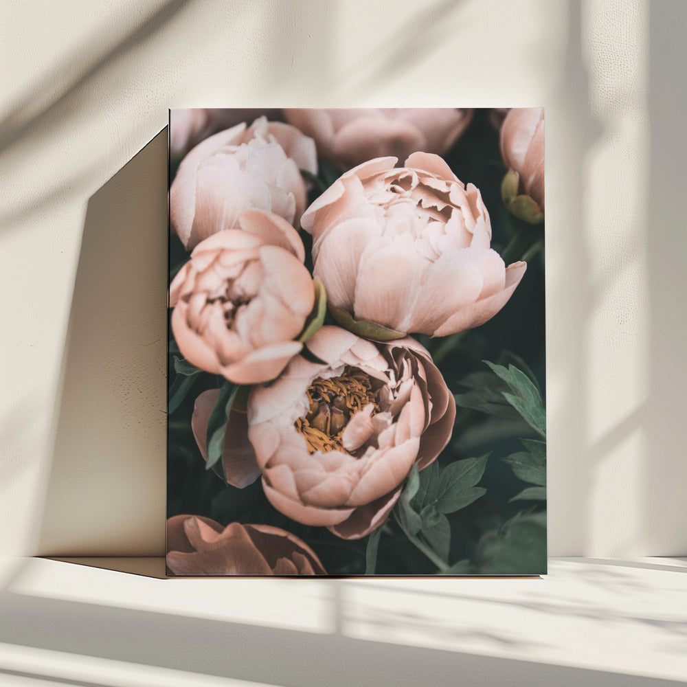 Koraalpioenen | Canvas