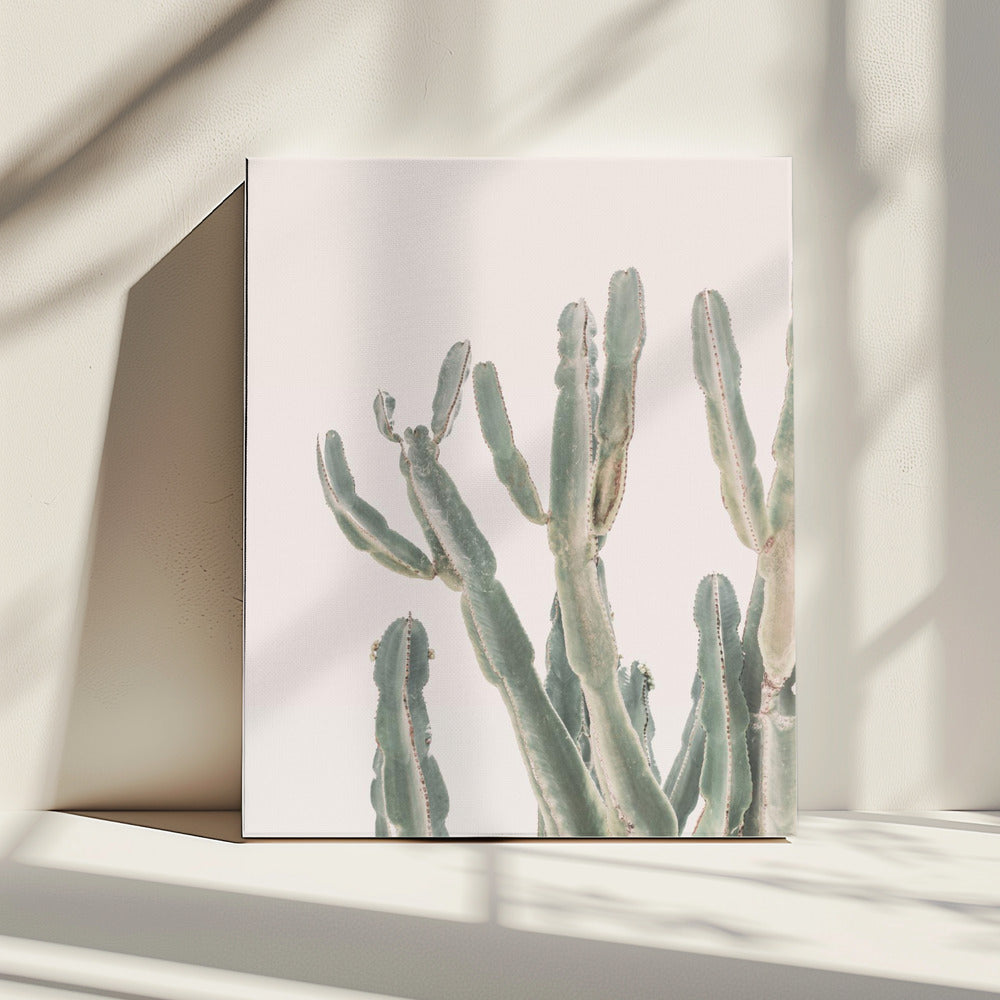 Zonsopgangcactus | Canvas