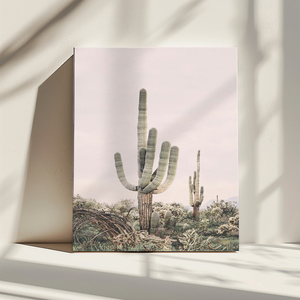 Roze Saguaro | Canvas