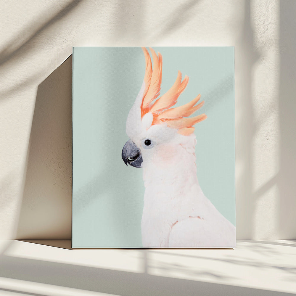 Kaketoe | Canvas