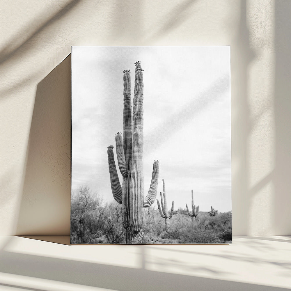 Saguaro Zwart-wit | Canvas