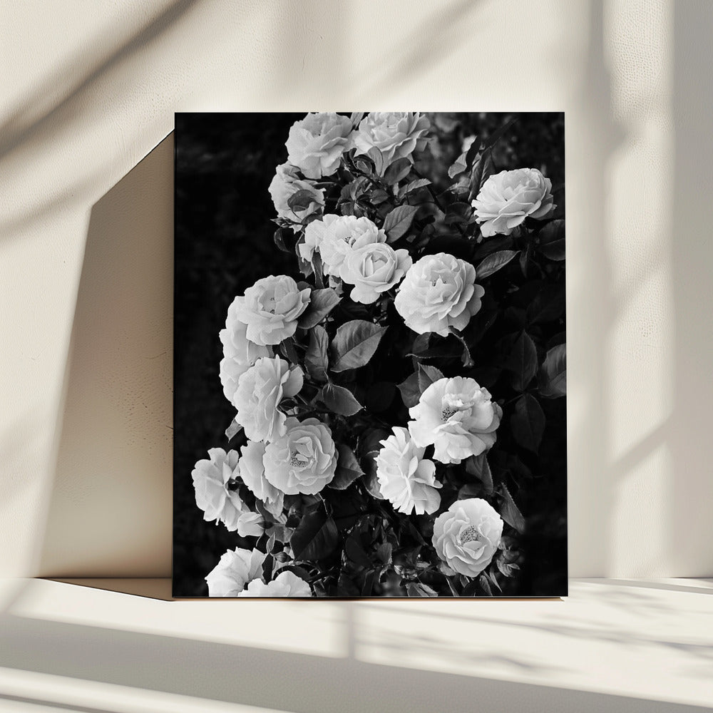 Rozenstruik | Canvas