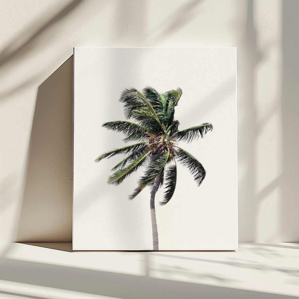 Winderige palmboom | Canvas