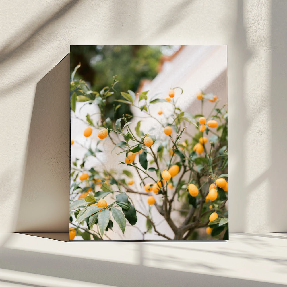 Oranje Capri | Canvas