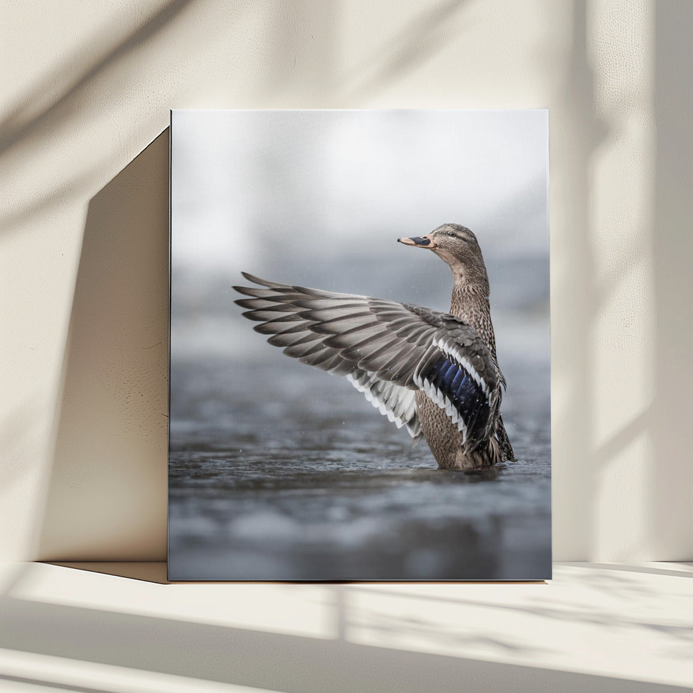 Vrouwtje wilde eend met uitgespreide vleugels | Canvas