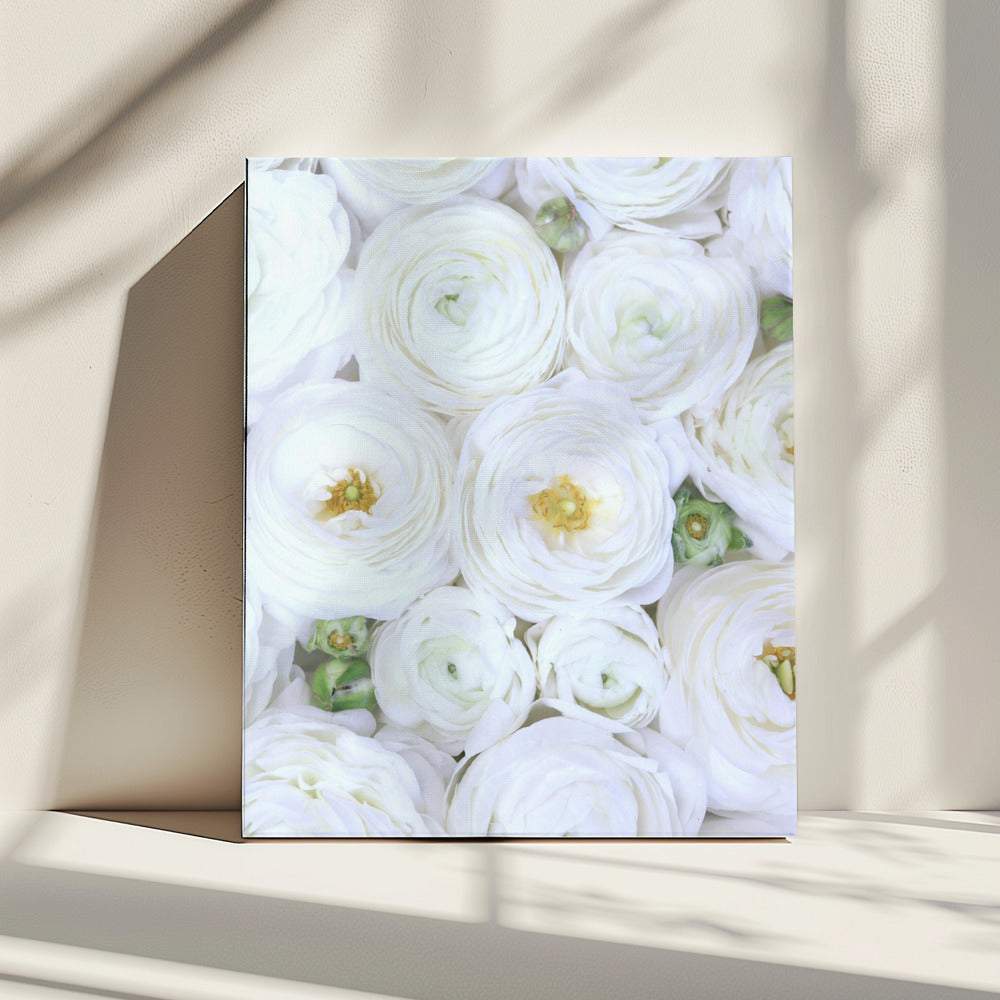 Zuiver witte ranonkel | Canvas