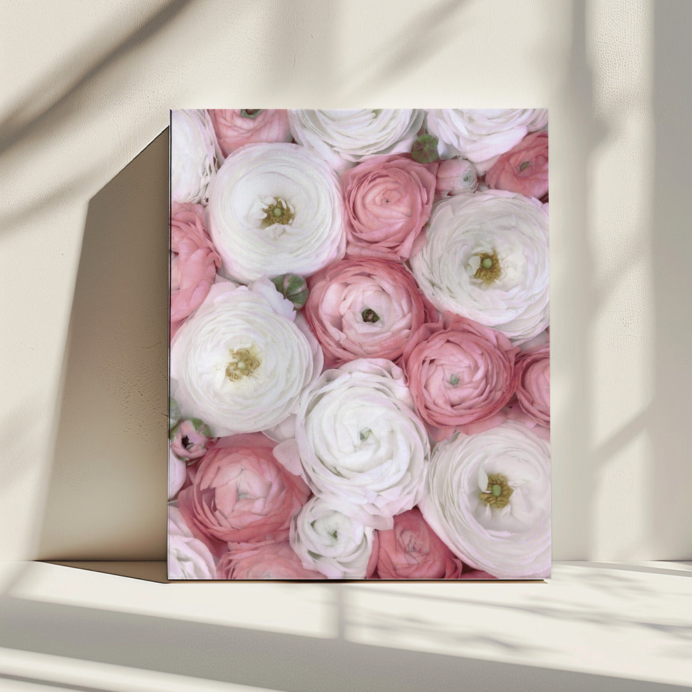 Verspreide ranonkel in gedempt roze I | Canvas