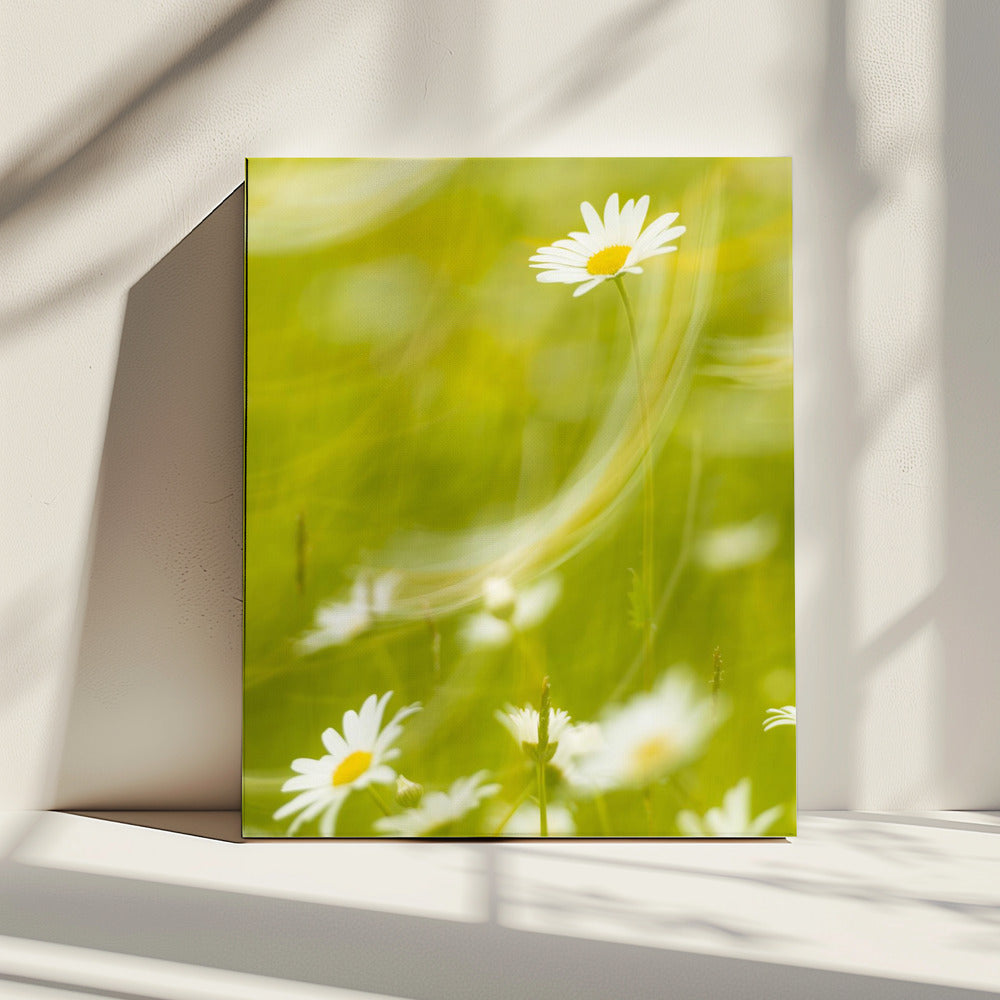 Madeliefjes | Canvas
