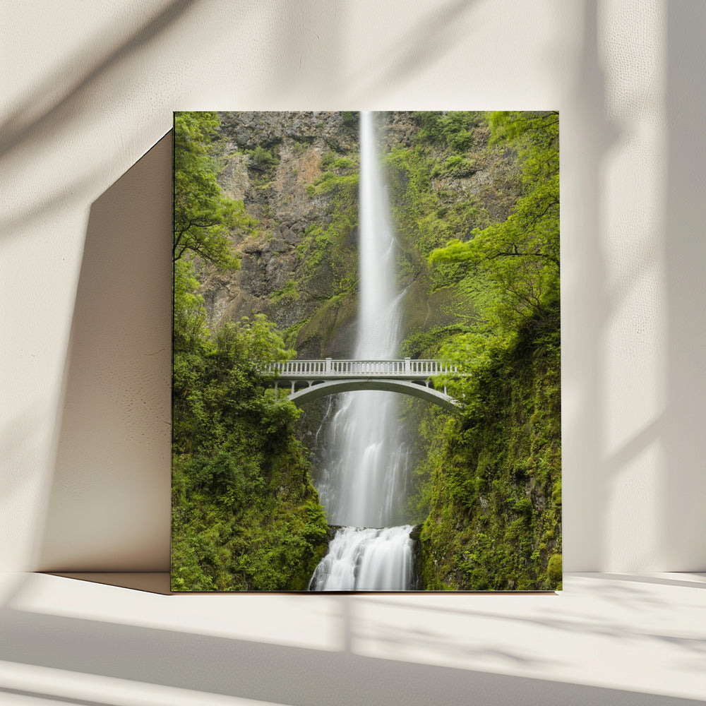 Zachte staart | Canvas