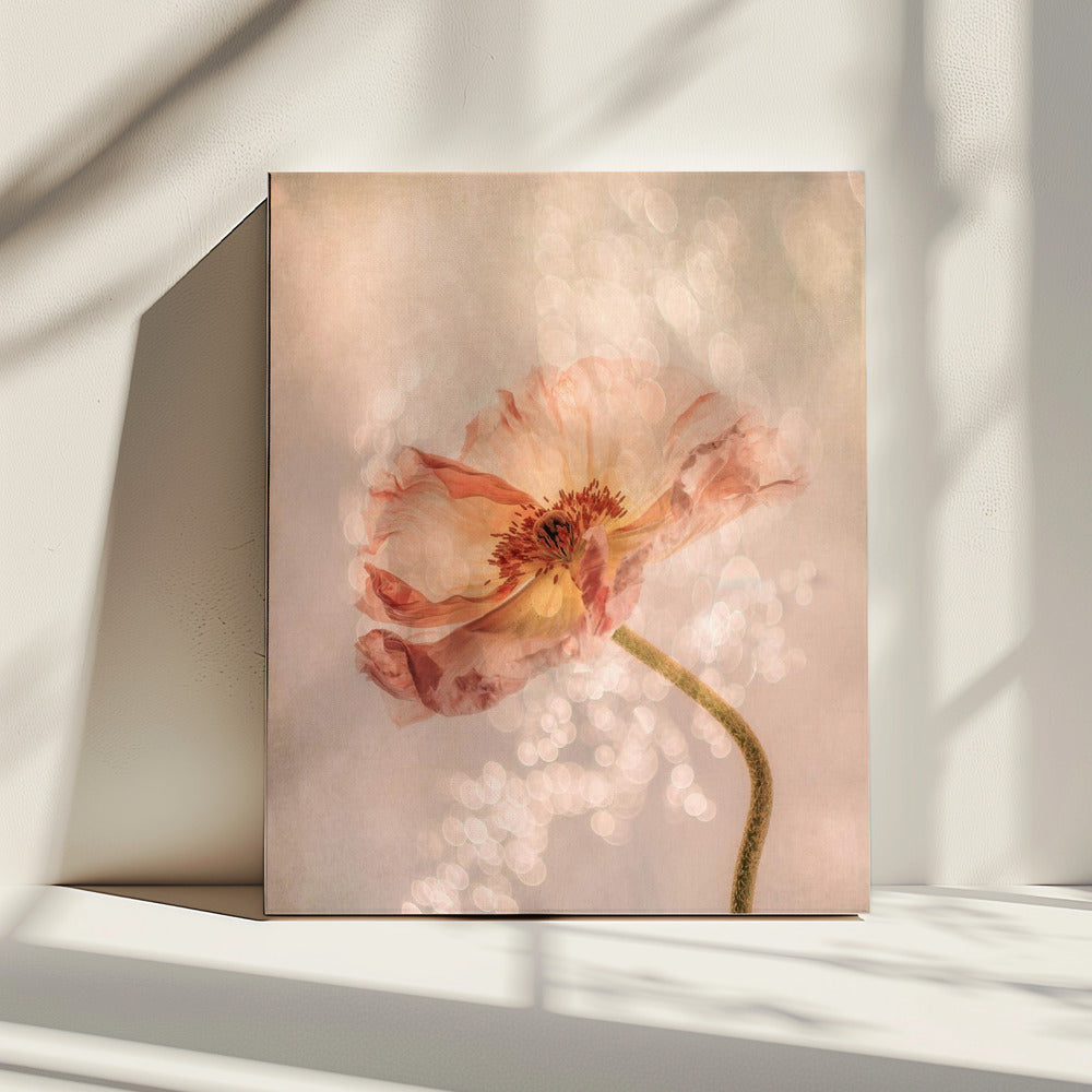 Stralende klaproos | Canvas