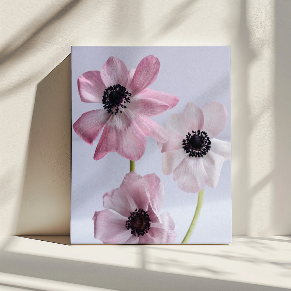 Elegante roze anemoonbloemen | Canvas