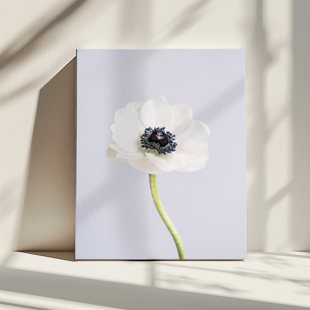 Witte ranonkelbloemen | Canvas