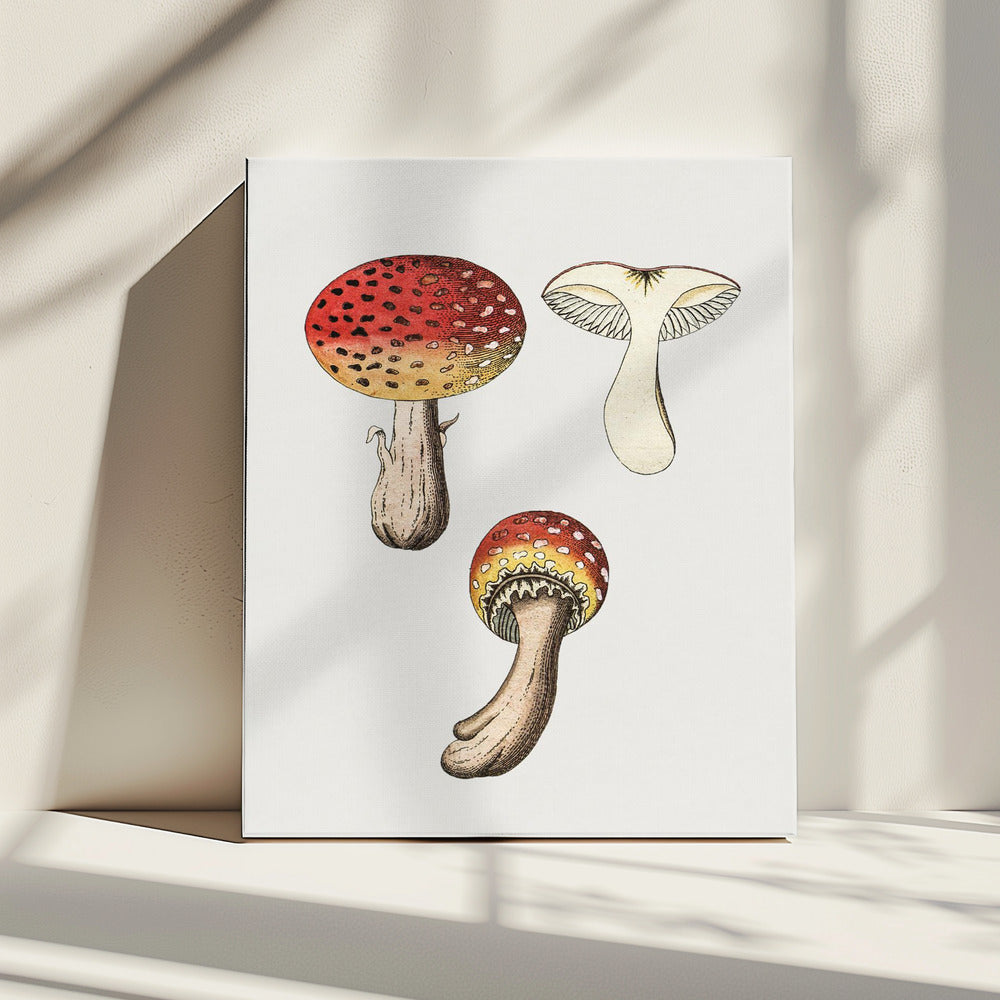 Handgetekende vliegenzwam | Canvas