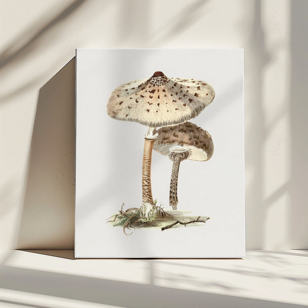 Handgetekende parasolzwam | Canvas