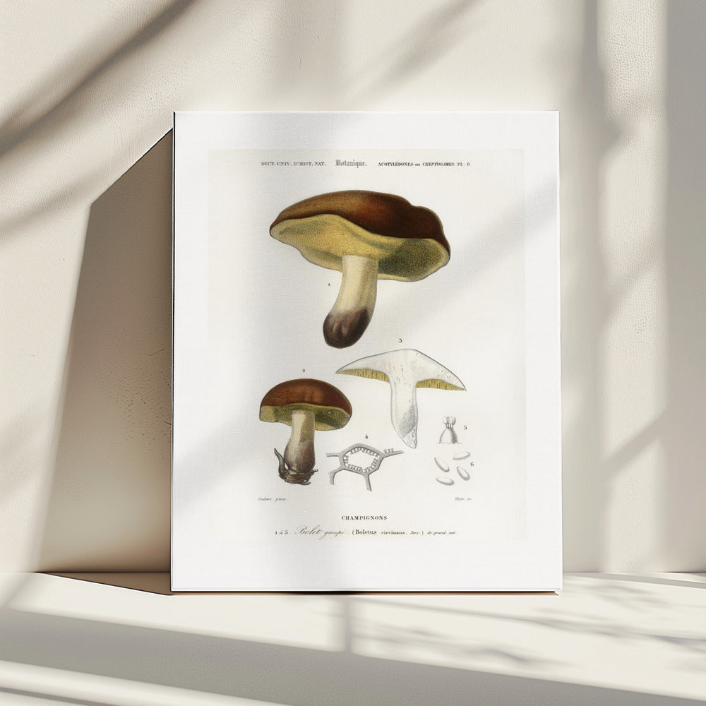 Paddestoel (boletus Circinans) | Canvas
